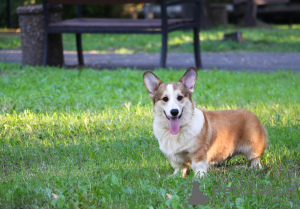 Photos supplémentaires: Joli chiot corgi gallois - bobtail