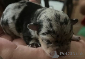 Photo №3. Chihuahua Velpen Merle (Eventwell Blaue Augen). Allemagne