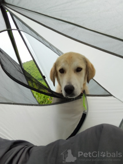 Photo №2 de l'annonce № 72257 de la vente chien bâtard - acheter à Georgia annonce privée