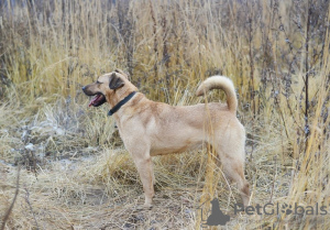 Photo №3. Un chien avec de beaux yeux cherche le meilleur propriétaire.. Fédération de Russie