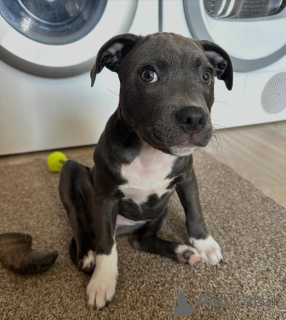 Photo №1. staffordshire bull terrier - à vendre en ville de Rennes | négocié | Annonce №163888