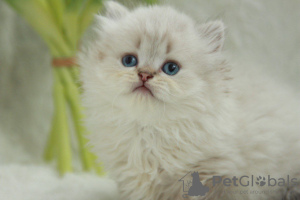 Photo №1. british longhair - à vendre en ville de Dnipro | 284€ | Annonce № 51381