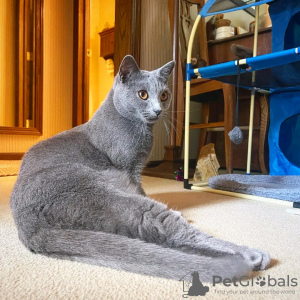 Photo №1. chartreux - à vendre en ville de Paris | négocié | Annonce № 123137