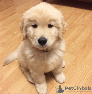 Photo №1. golden retriever - à vendre en ville de Tallinn | négocié | Annonce №124962