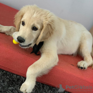 Photo №1. golden retriever - à vendre en ville de Мальмё | 450€ | Annonce №123885