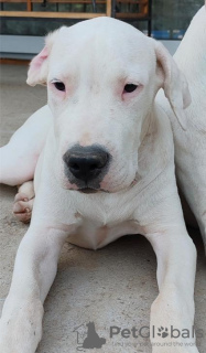 Photos supplémentaires: Chiots Dogue Argentin