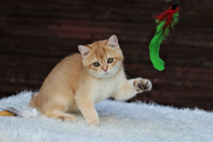 Photo №1. chat chinchilla - à vendre en ville de Minsk | 280€ | Annonce № 7072