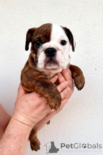 Photo №2 de l'annonce № 172330 de la vente bulldog anglais - acheter à Belgique 
