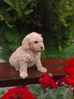 Photo №3. Labradoodle F1. Serbie