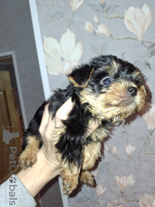 Photo №3. Chiots Yorkshire Terrier de race pure. La Lettonie