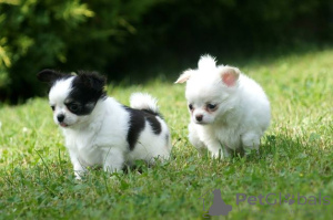 Photo №4. Je vais vendre chihuahua en ville de Viersen. annonce privée - prix - Gratuit