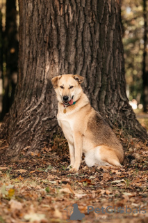 Photo №1. chien bâtard - à vendre en ville de Москва | Gratuit | Annonce №97189