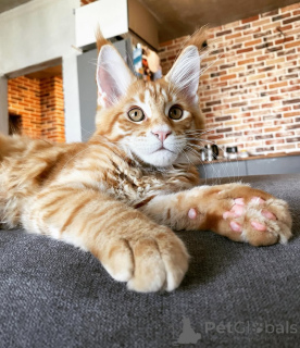 Photo №3. Élégant Maine Coon Kitten Majestic et affectueux!. Allemagne