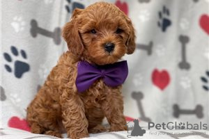 Photo №3. Beaux chiots Cavapoo Pour adoption gratuite. Allemagne