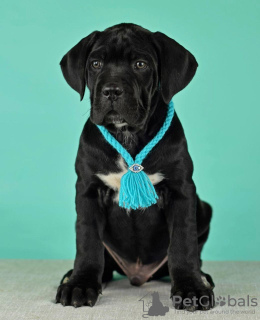 Photo №2 de l'annonce № 62403 de la vente cane corso - acheter à Fédération de Russie annonce privée
