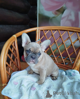 Photo №3. Bouledogue français. Biélorussie