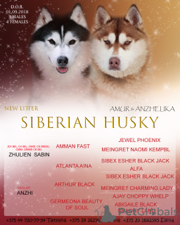 Photo №1. husky de sibérie - à vendre en ville de Браслав | 298€ | Annonce №7802