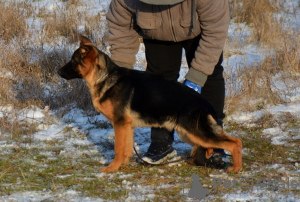 Photos supplémentaires: Très beaux chiots, docs FCI.