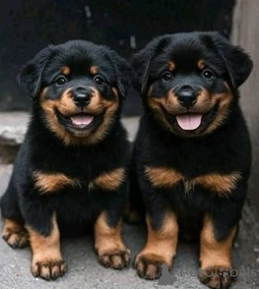 Photo №1. rottweiler - à vendre en ville de Bologne | négocié | Annonce №157926