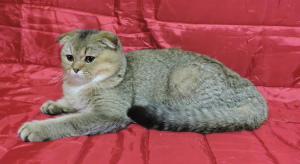 Photo №4. Je vais vendre scottish fold en ville de Kharkov. éleveur - prix - 382€