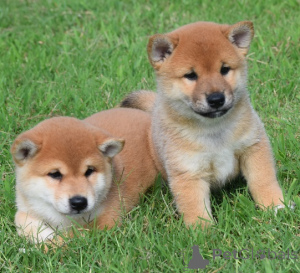 Photo №1. shiba - à vendre en ville de Prague | négocié | Annonce №178311