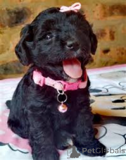 Photo №1. caniche (jouet) - à vendre en ville de Milan | 700€ | Annonce №165795