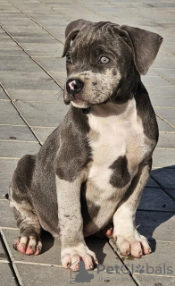 Photo №1. american bully - à vendre en ville de Belgrade | négocié | Annonce №117834