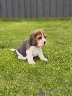 Photo №1. beagle - à vendre en ville de Wolfsburg | négocié | Annonce №174969