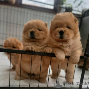 Photo №1. chow-chow - à vendre en ville de Berlin | 1000€ | Annonce №139058