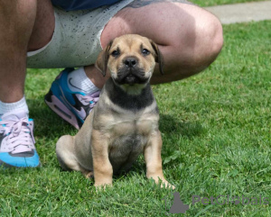 Photo №3. Chiots Boerboel (Mâtin sud-africain). Serbie