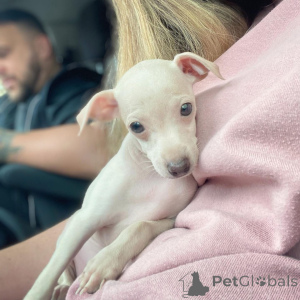 Photo №3. Cucciolo di Levriero Italiano Chic Grazioso, Affettuoso e pronto Per Una Casa. Allemagne