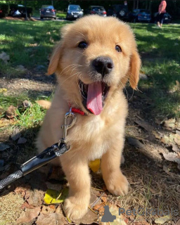 Photo №3. Adorables chiots golden retriever disponibles maintenant à la vente. Allemagne