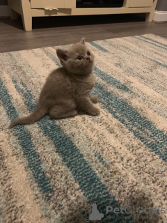 Photo №3. Chatons British shorthair en bonne santé à vendre maintenant. Allemagne