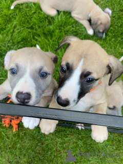 Photo №1. lévrier whippet - à vendre en ville de Munich | négocié | Annonce №158215