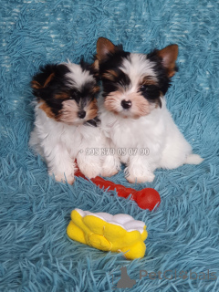 Photo №2 de l'annonce № 167461 de la vente biewer yorkshire terrier - acheter à Georgia annonce privée, de la fourrière, éleveur