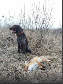 Photo №2 de l'annonce № 10746 de la vente chien d'arrêt allemand à poil dur - acheter à Ukraine annonce privée