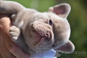 Photo №2 de l'annonce № 117780 de la vente bouledogue - acheter à Belgique éleveur