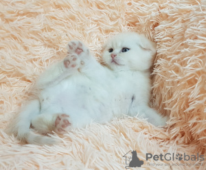 Photo №4. Je vais vendre scottish fold en ville de Minsk. annonce privée - prix - négocié