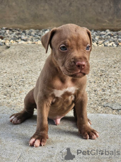 Photos supplémentaires: Chiots pitbull terrier américain