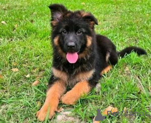 Photo №1. berger allemand - à vendre en ville de Cádi | négocié | Annonce №169915