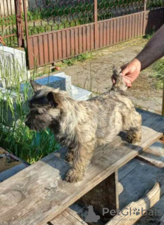 Photo №1. chien bâtard - à vendre en ville de Batočina | négocié | Annonce №83472