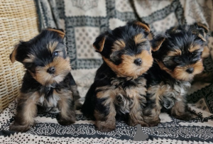 Photo №2 de l'annonce № 107191 de la vente yorkshire terrier - acheter à Allemagne éleveur