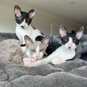 Photo №1. cornish rex - à vendre en ville de Paris | 500€ | Annonce № 165508