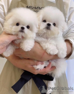 Photo №1. bichon à poil frisé - à vendre en ville de Sydney | négocié | Annonce №84709