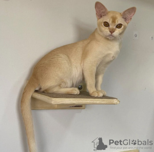 Photo №1. burmese - à vendre en ville de Sydney | 425€ | Annonce № 131256