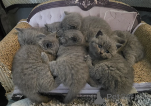 Photo №1. british shorthair - à vendre en ville de Frechen | 350€ | Annonce № 172297