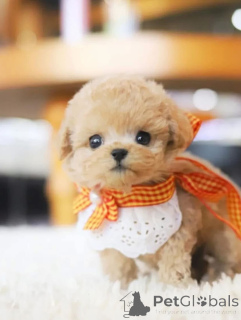 Photo №4. Je vais vendre caniche (jouet) en ville de Carolina Beach. éleveur - prix - négocié