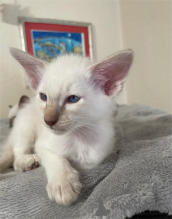 Photo №2 de l'annonce № 151543 de la vente balinais - acheter à Allemagne 