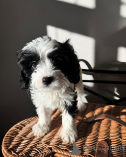 Photo №2 de l'annonce № 155452 de la vente cavalier king charles spaniel - acheter à Pays Bas annonce privée