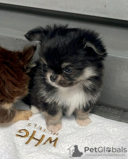 Photo №2 de l'annonce № 133051 de la vente chihuahua - acheter à USA 